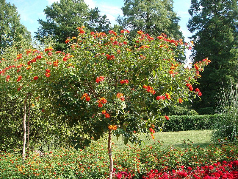 201 Longwood Gardens [2008 August 23].JPG - Longwood Gardens in Pennsylvania